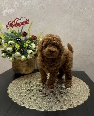 3 Aylık Sevimli Yavru Standart Poodle Yavru
