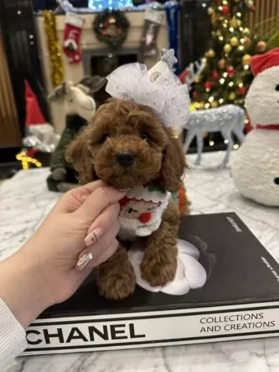 Dişi Toy Poodle(4 Aylık) Temel Ve Tuvalet Eğitimi Var