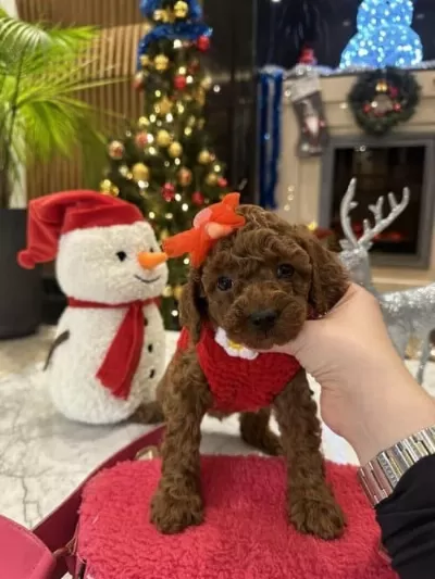 Sevgi Dolu Pofuduk Irk Garantili Poodle Yavrular