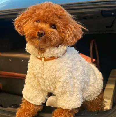 Yeni Yuvasını Bekleyen Poodle Bebekler