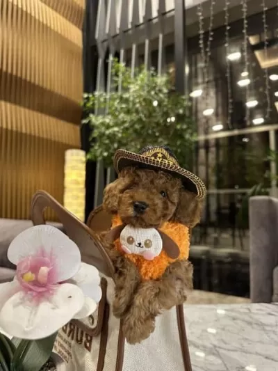 Erkek 4 Aylık Poodle / Kendi Yavrumuz
