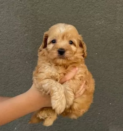 Çok Uyguna Sevimli Maltipoo Yavrum! Eşyalari Ile Birlikte
