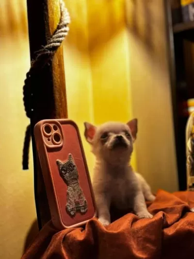 Uzun Tüylü Chihuahua Kızımıza Yuva Arıyoruz