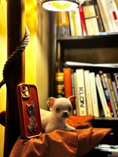 Erkek Chihuahua Yavrularımız