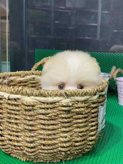 Teddy Surat Pomeranian Yavruları