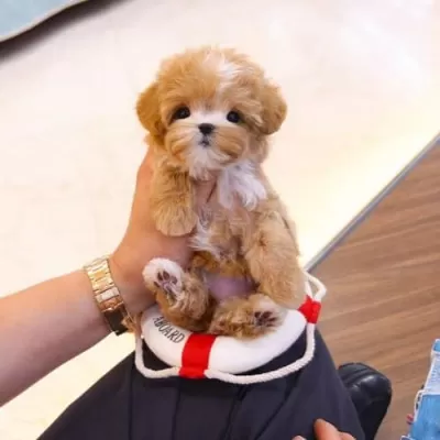 1.5 Aylık Morkie Bebekler – Çok Oyuncular!