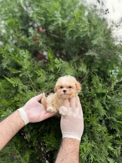 Çok Uyguna Maltipoo 2 Aylık Dişi Ve Erkek
