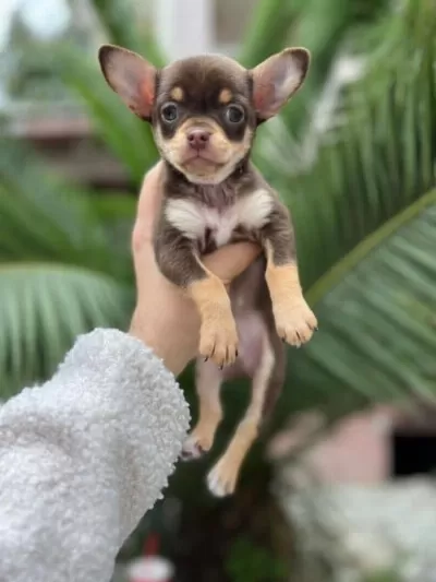 Chihuahua Toy Poodle Melezi Olan Safkan