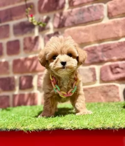 Toypoodle Değil Maltipoo Bebekler