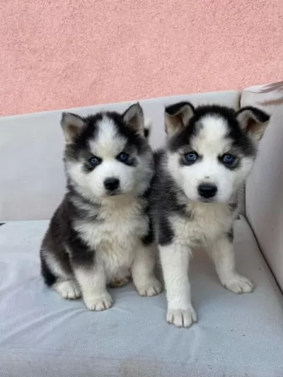 Üst Kalite Safkan Husky Yavrularımız