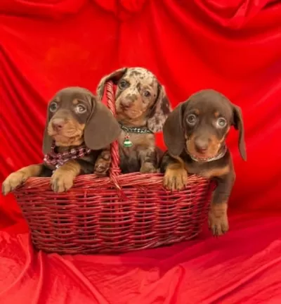 Dachshund Sosis Köpek Mini Boy Yavrular