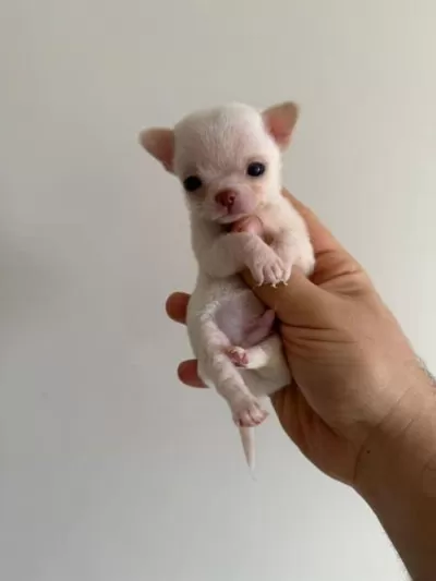 Teacup Mavi Göz Erkek Şivava Yavrumuz