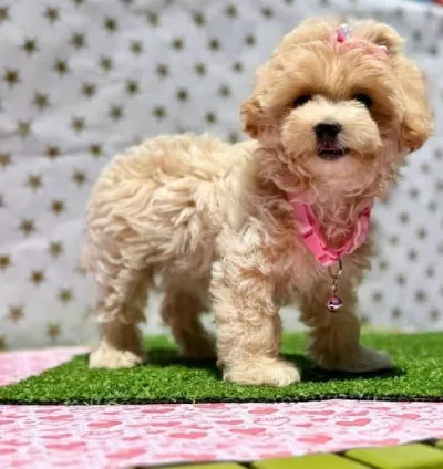 Şila Maltipoo Cins 9 Aylık Dişi