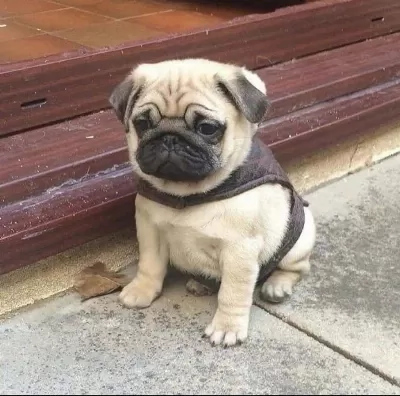 Pug Gül Kuyruk 0 Burun Yavrularımız