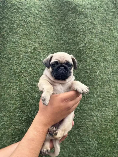 Çok Sevimli 5 Aylık Erkek Pug