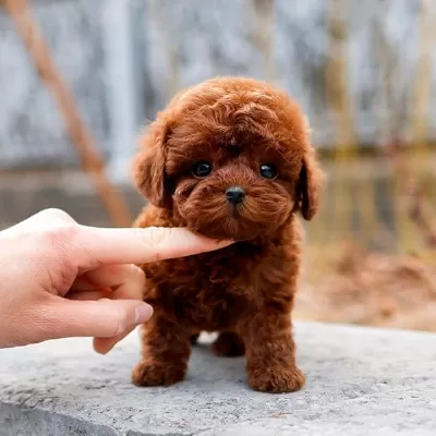 En Ozel Toy Poodle Bebeklerimiz