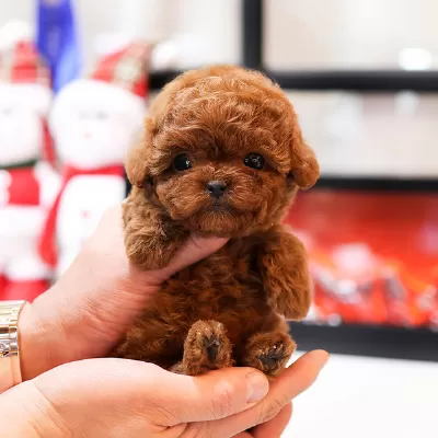 Super Zeki Toy Poodle Bebeklerimiz