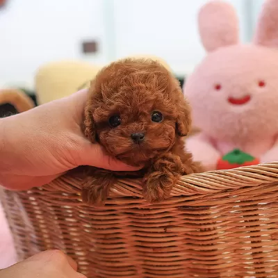 Red Brown Kore Toy Poodle Cocuklarim