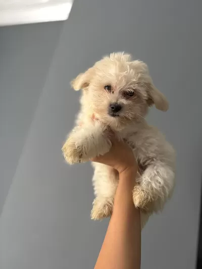 Orjinal Maltese  Terier Bebekler