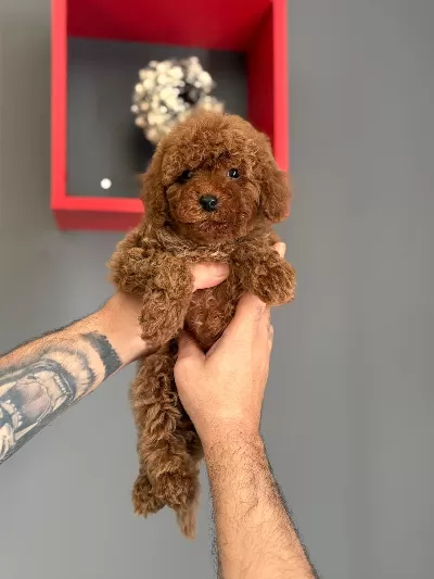 8 Aylık Poodle Aşıları Tam Tuvalet Eğitimi Mevcuttur