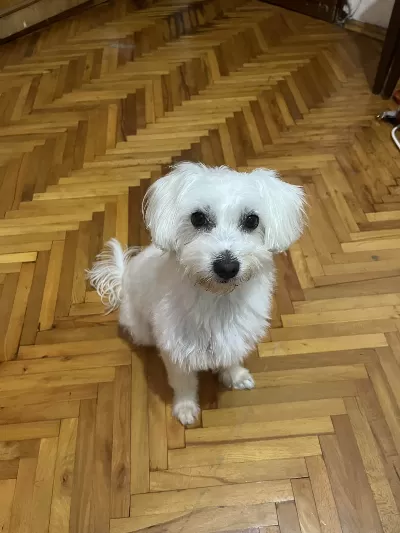 Maltese Terrier 4 Yaşında Sahiplendiriyorum