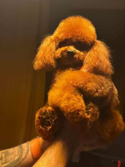 Yetişkin Toy Poodle Kore Genetik