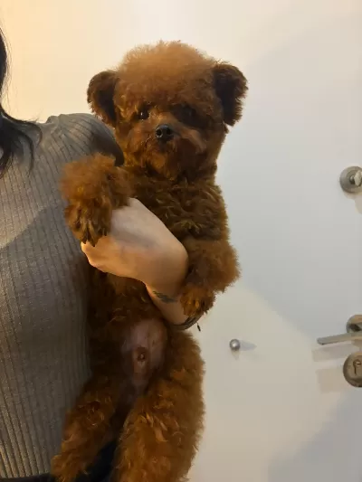 Toy Poodle Safkan Kore Gen