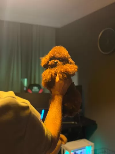 Orjinal Kore Genetik Toy Poodle