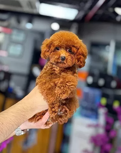 Toy Poodle Kore Gen +++