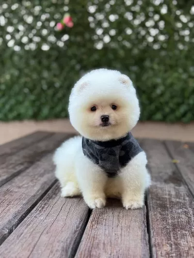 Yakışıklılar Yakışıklısı Pomerian Boo