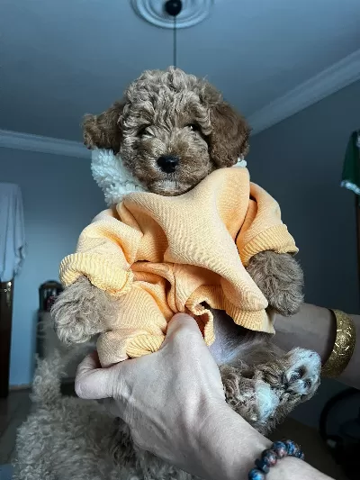 Tuvalet Eğitimli Toy Poodle