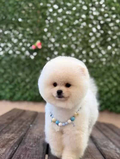 Aşıları Tam Pomerian Yavrumuz