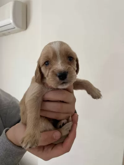 Erkek Spaniel Cocker