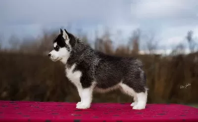 Safkan Husky Yavruları