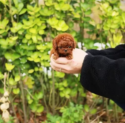 Show Kalite Toy Poodle Bebeklerim