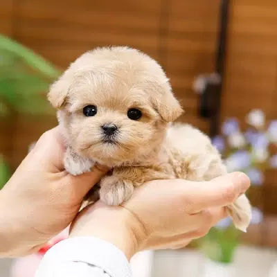 Enfes Tatli Kore Maltipoo Yavrularımiz