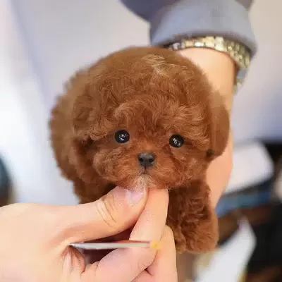 Micro Teacup Toy Poodle Bebeklerimiz