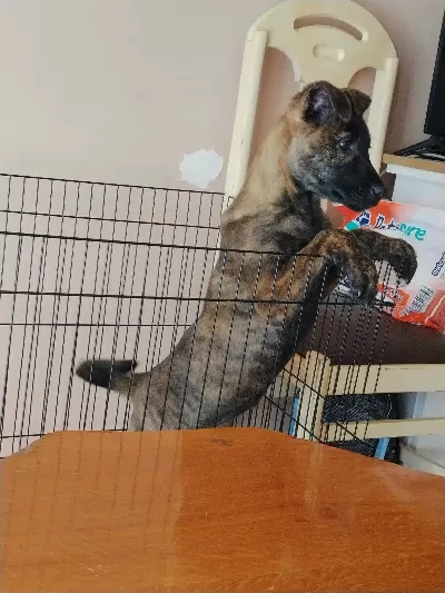 Dişi Belçika ( Malinois ) Yavrumuz