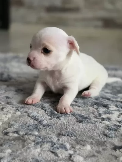 Safkan Chihuahua Bebekler