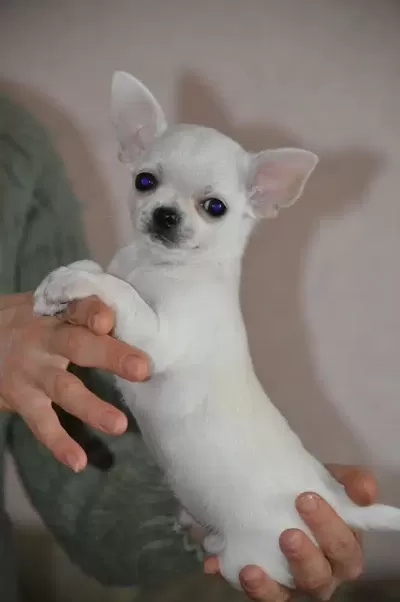 Irk Garantili Chihuahua Yavruları