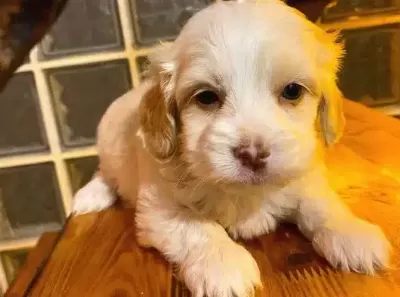 Ev Doğumu Maltipoo Bebeklerimiz