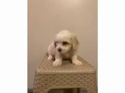 Ev Doğumu Maltese Bebeklerimiz