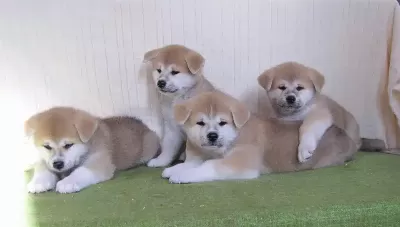 Japon Akita İnu Yavruları
