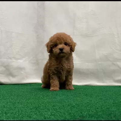 Irk Garantili Toy Poodle Yavruları