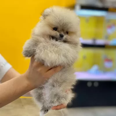 Teddy Bear Pomeranian Yavruları