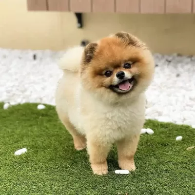 Ayı Surat Pomeranian Boo Yavruları