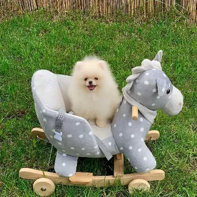 Özel Pomeranian Boo Yavruları
