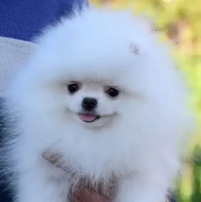 Ayı Surat Pomeranian Yavruları