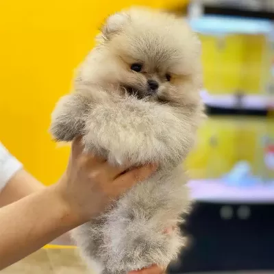 Özel Pomeranian Yavruları