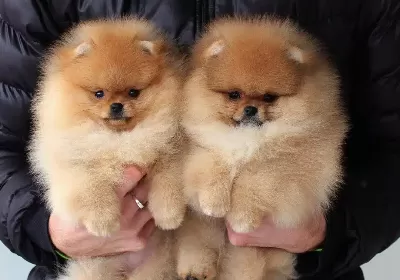 Pomeranian Boo Yavruları
